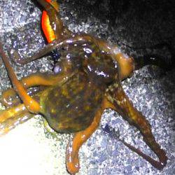 タコ焼きやりたいからタコ釣ってきてと頼まれて